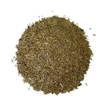 Çim tohumu